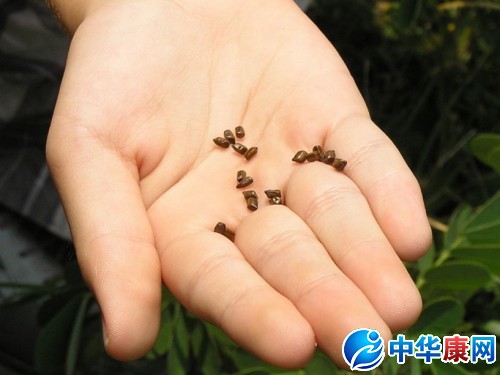 决明子的简介图片和辨别方法