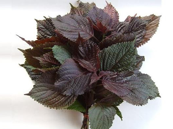 紫苏叶的功效与作用