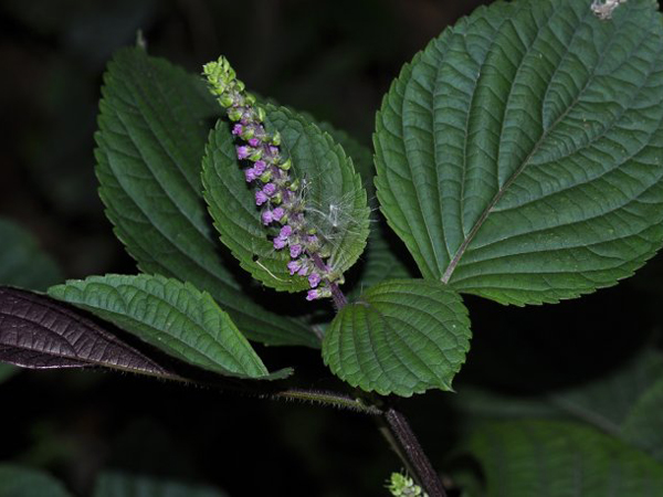 紫苏叶的功效与作用