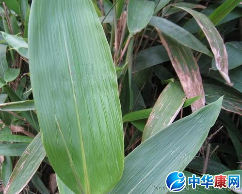 粽巴叶的功效与作用