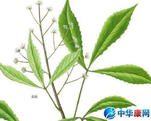 七角风的功效与作用