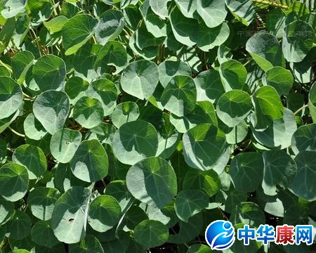 一文钱的功效与作用
