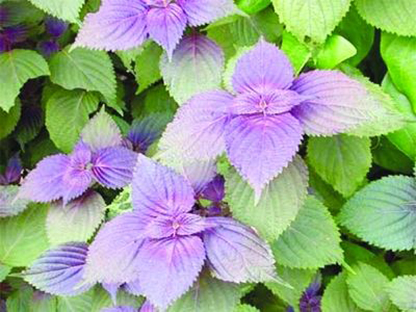 紫苏叶的功效与作用