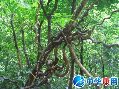 上山龙的功效与作用