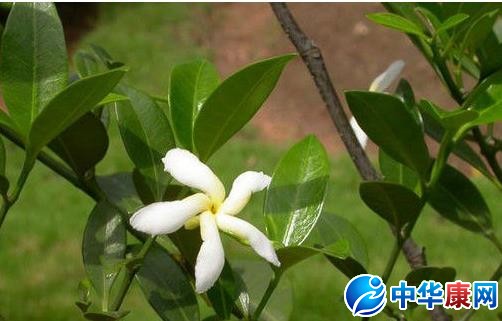 单根木的功效与作用