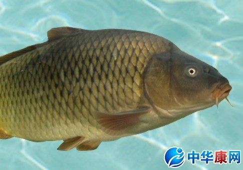 与作用】中药鲤鱼的功效与作用_鲤鱼的用法用量和禁忌注意_中华康网