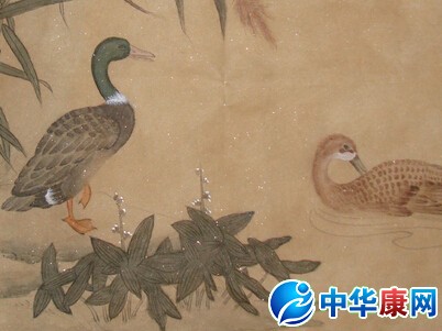 鸭子是什么意思