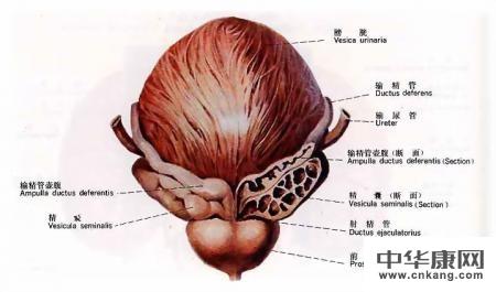 前列腺炎皮肤症状图片图片