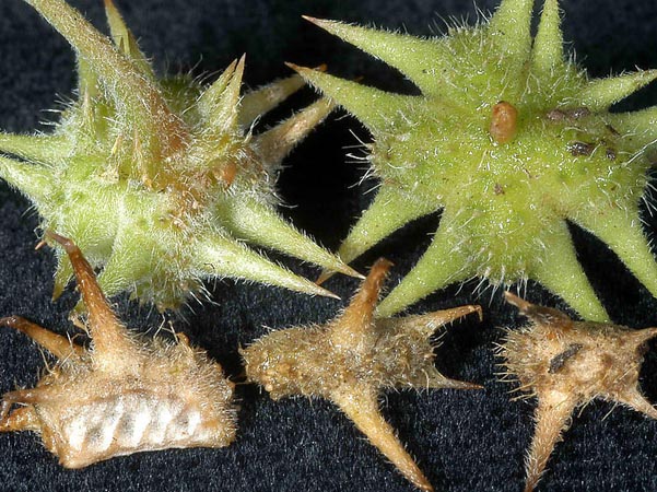 蒺藜的功效与作用