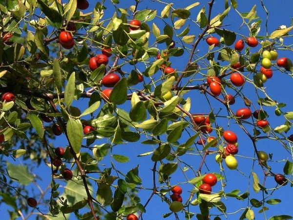 酸枣仁的功效与作用