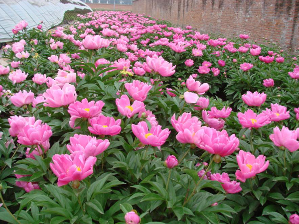 赤芍的功效与作用