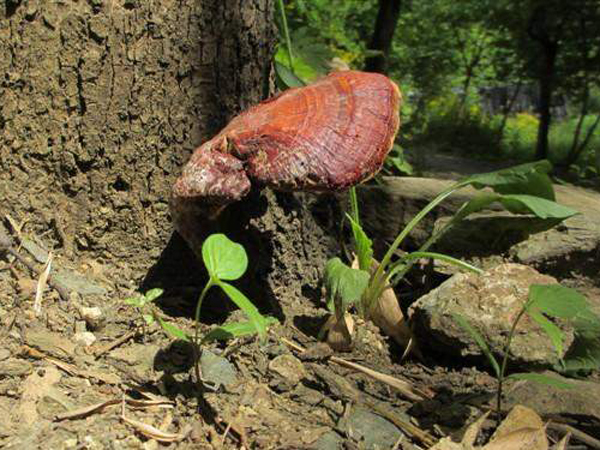 野生灵芝的功效与作用