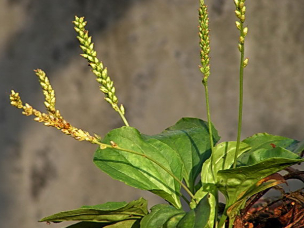 车前草的功效与作用