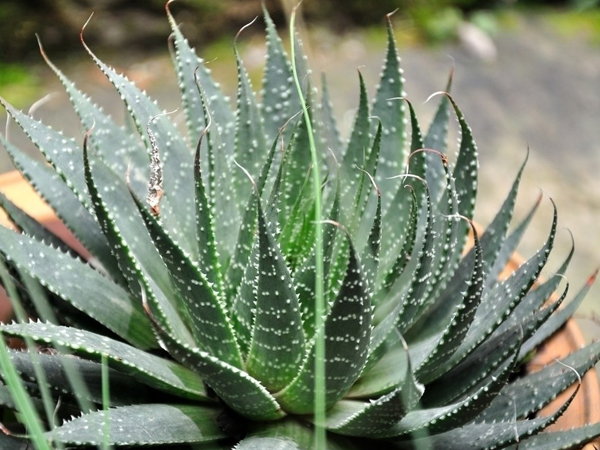 芦荟的功效与作用