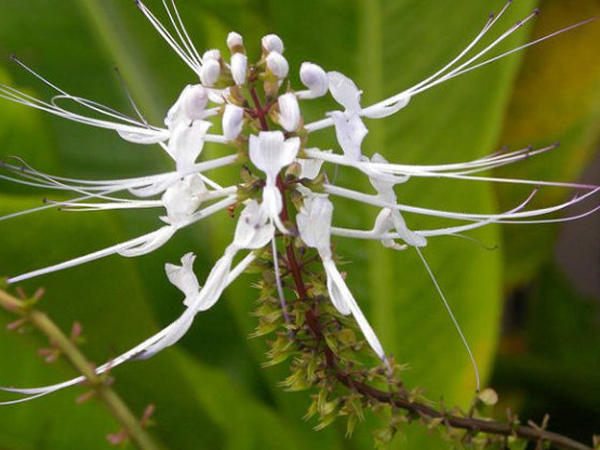 猫须草的功效与作用