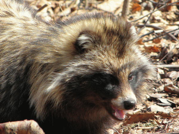 貉子的人工养殖技术