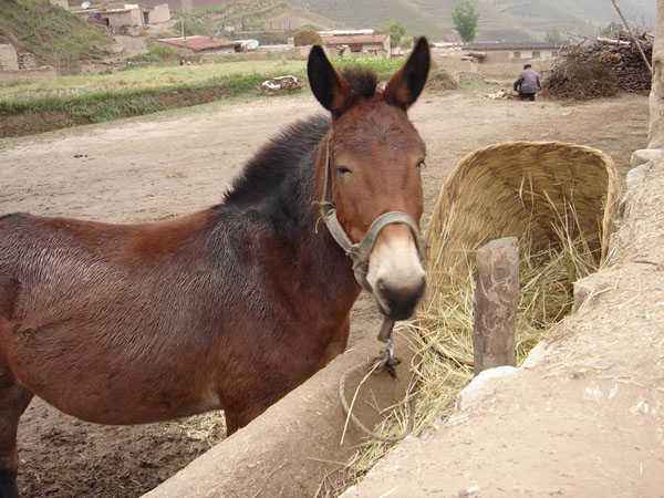 骡子17.jpg