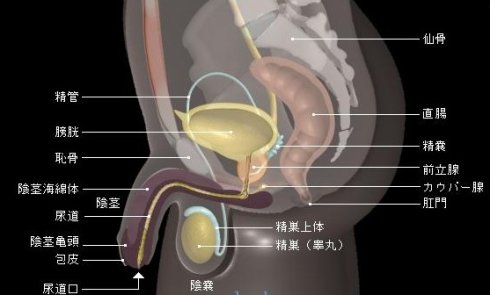 男性泌尿系统三维图图片