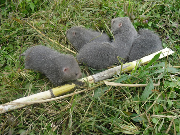 东源青年罗志锋返乡创业养竹鼠