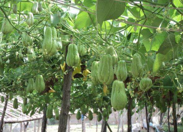 佛手瓜越冬怎么管理