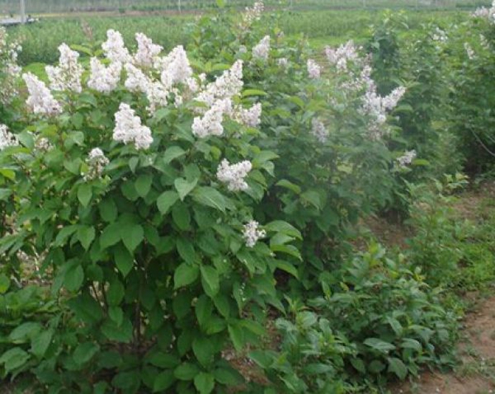 丁香的药用在叶还是花(丁香花和叶子的作用一样吗)