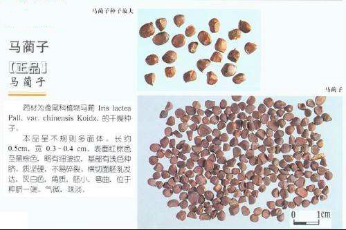 马蔺子图片