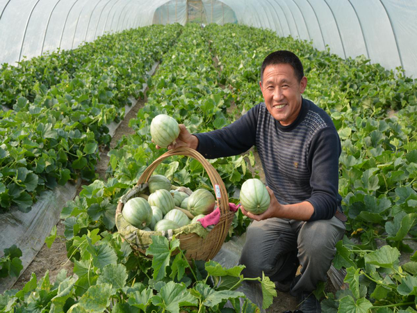 长丰：种上小甜瓜 圆了致富梦.png