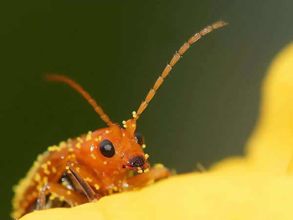 洋葱葱蓟马的影响因素及防治方法