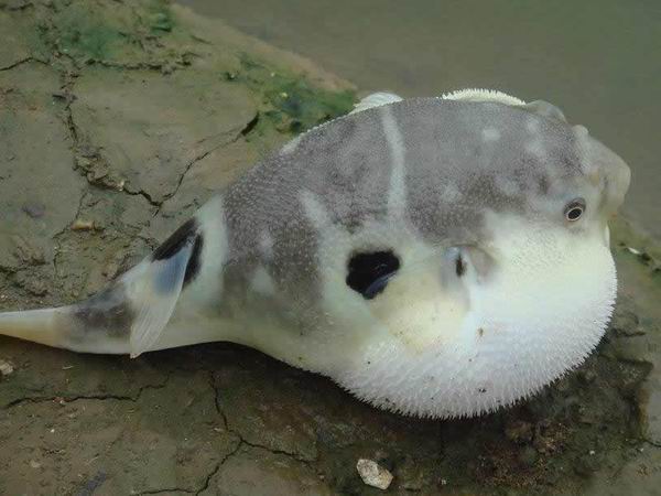 河豚小瓜虫病又称"白点病",是由于小瓜虫寄生于河豚的表皮组织且生长