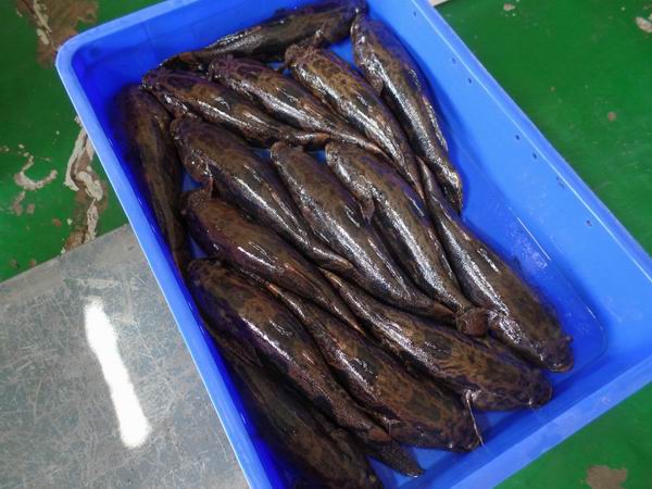 笋壳鱼的人工养殖