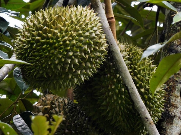 榴莲04.jpg