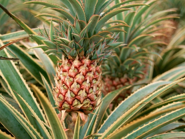 松萝凤梨栽培要点解析