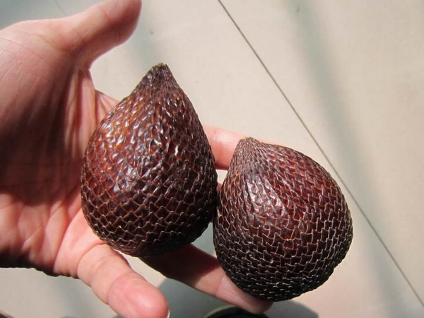 蛇皮果01.jpg