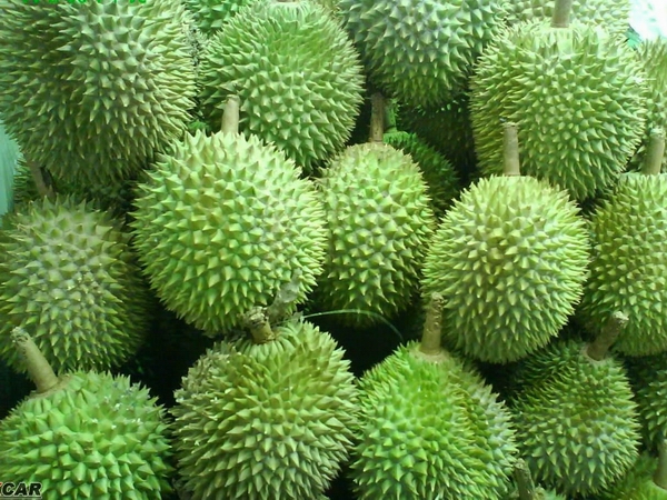 榴莲02.jpg