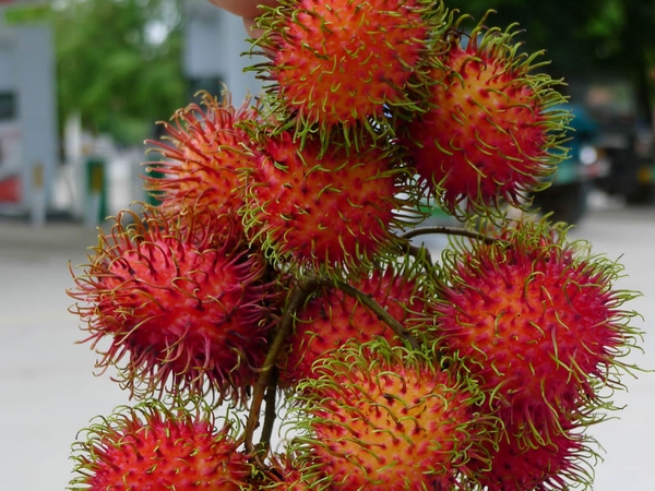 红毛丹06.jpg