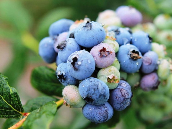 蓝莓02.jpg