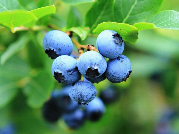 蓝莓04.jpg
