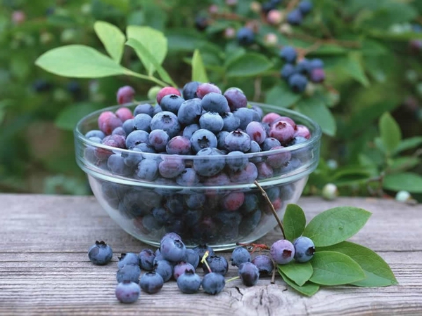 蓝莓06.jpg