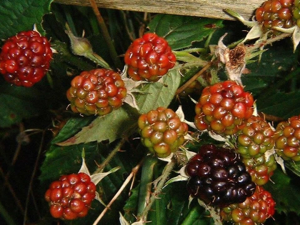 黑莓06.jpg