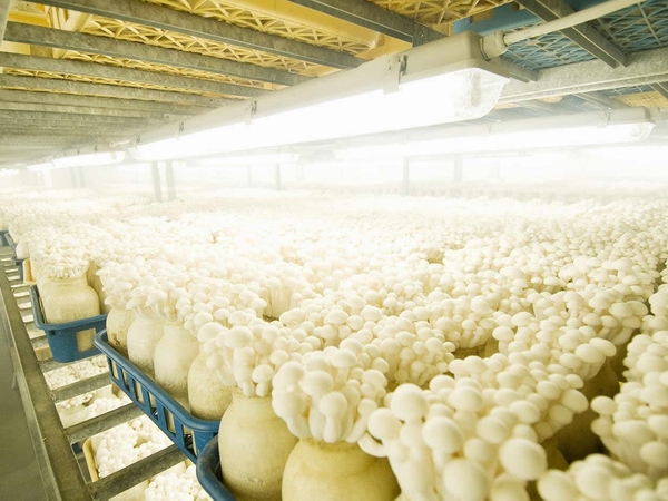 金针菇栽培技术(金针菇的种植与栽培技术)