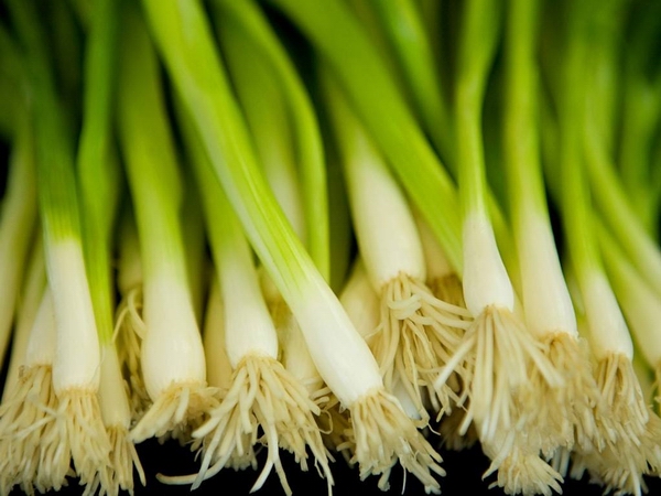 香葱07.jpg