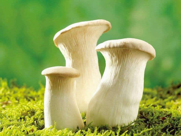 杏鲍菇高效栽培