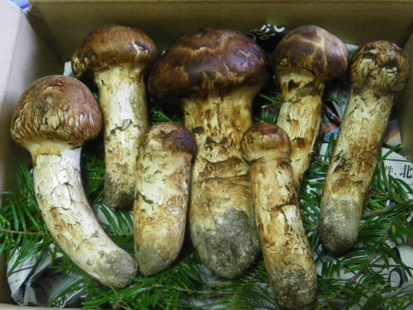 松茸07.jpg