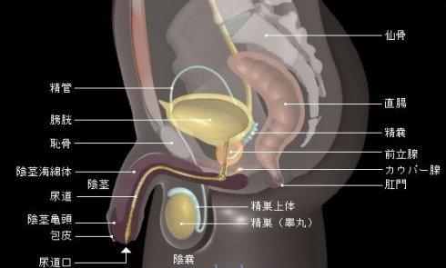 睾丸一大一小影响生育么