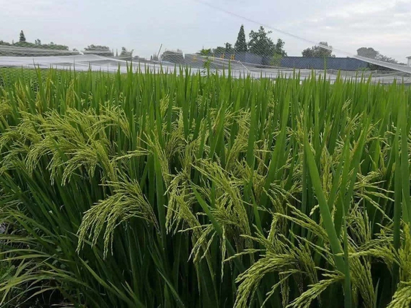 水稻1.jpg