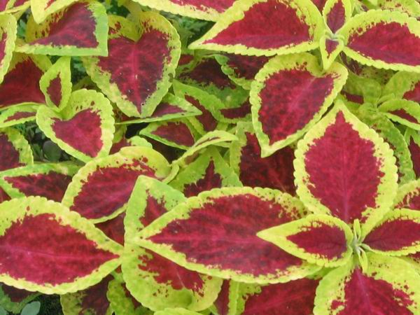 调整大小 oYYBAFj_KHKARoqAAAJbcbq_6vk85.jpeg