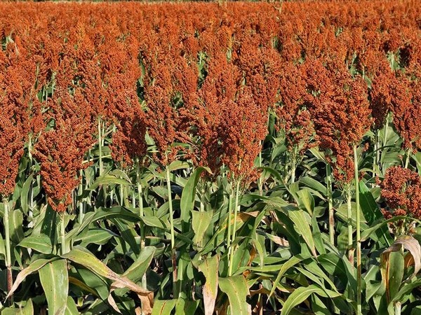 高粱高产栽培技术要点