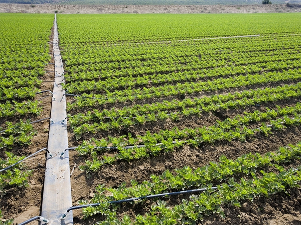 现在播种育苗露地芹菜是否还行?_帮农网