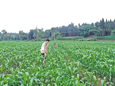 种植高粱450亩 一年收入30万.jpg
