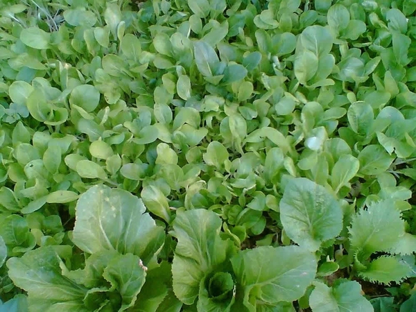 青菜06.jpg